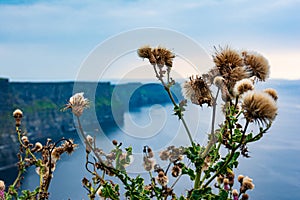 Flowers on the famous Cliffs of Moher, County Clare, Ireland