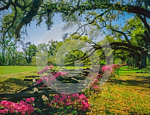 Flowers and a fence line up under overhanging oak branches in the South