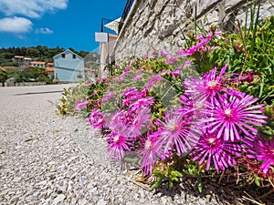 Flowers by the fence in meditteranean village Pupnat on KorÄula island