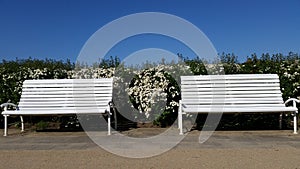Flowers Fence And White Benchs