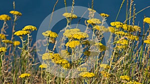 Flowers of Fernleaf yarrow or Achillea filipendulina macro, selective focus, shallow DOF