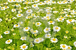 Flowers feverfew (Tanacetum parthenium)