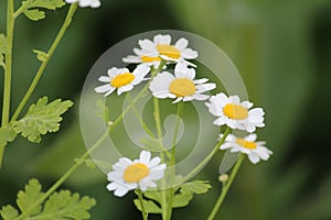 Flowers of feverfew Tanacetum parthenium, syn. Pyrethrum parthenium plant