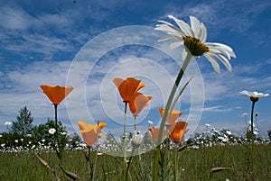 Flowers in a field