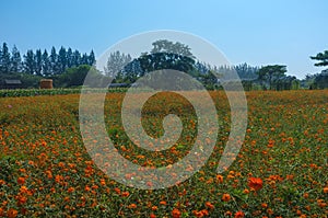 Flowers Field