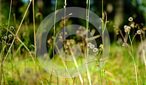 Flowers in a field