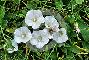 Flowers of field bindweed