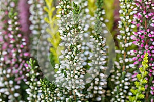 Flowers field Calluna vulgaris