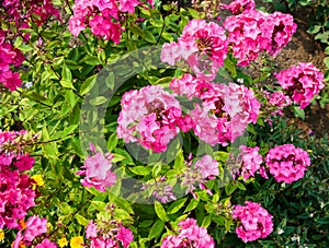 flowers in field close-up