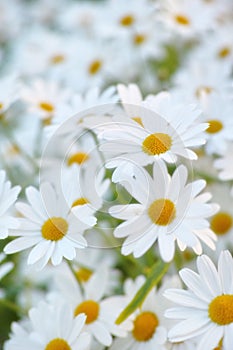 Flowers, field and daisies in garden, environment and park in summer with closeup. Leaves, chamomile and plants at