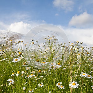 Flowers field daisies in the meadow in Sunny weather in the summer