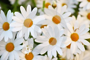 Flowers, field and daisies in nature, environment and park in summer with closeup. Leaves, chamomile and plants at