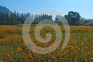 Flowers Field in Farm