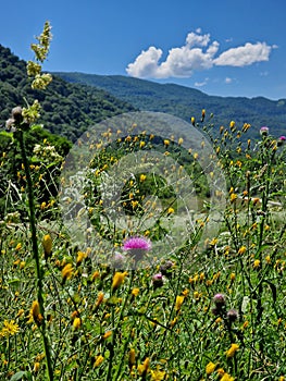 Flowers in a field in a meadow and fir trees in the hills, beautiful wildflowers in the countryside in the mountains, summer