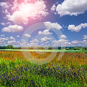 Flowers field on a perfect blue sky background with clouds. rural landscape