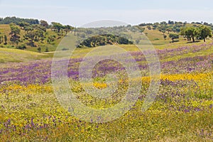 Flowers field in Vale Seco, Santiago do Cacem