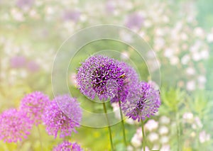 Flowers field wide background in sun light. Honey bee collecting pollen at violet flower.