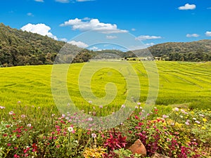 Flowers and Fields in the mountains