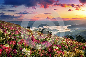 Flowers fields and sunrise viewpoint at Mon Mok Tawan in Tak province, Thailand photo