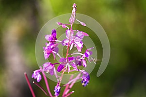 Flowers of Fireweed, Chamaenerion angostifolium on a summer day