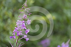 Flowers of Fireweed, Chamaenerion angostifolium on a sunny summer day