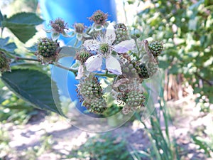 Flowers and the first blackberries