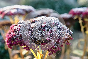 Flowers after the first frost