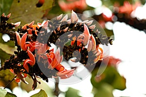 Flowers of flame of the forest or  Butea frondosa tree