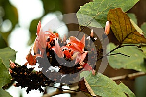 Flowers of flame of the forest or  Butea frondosa tree