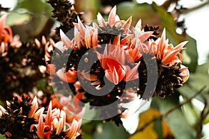 Flowers of flame of the forest or  Butea frondosa tree