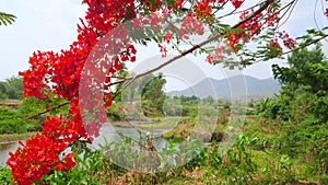 The flowers of flame tree, Pai, Thailand