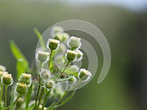 Flowers of Flaxleaf Fleabane or Tall fleabane , a short-lived herbaceous plant