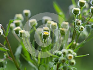 Flowers of Flaxleaf Fleabane or Tall fleabane , a short-lived herbaceous plant