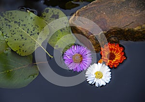Flowers float in the dark water among the stones along with fallen leaves