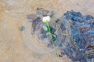 Flowers float in the waters of Rio Vermelho beach photo