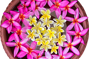 Flowers floating on the water in the pottery basin isolate white background.