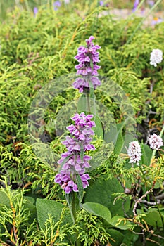 Flowers of Flomodis mountain Phlomoides oreophila.