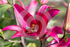 Flowers and flora from Wanaka New Zealand; Bloom of lily, Pink flower.