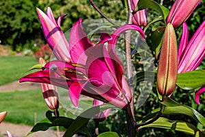 Flowers and flora from Wanaka New Zealand; Bloom of lily, Pink flower.