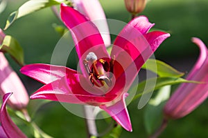 Flowers and flora from Wanaka New Zealand; Bloom of lily, Pink flower.