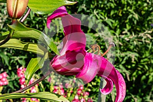 Flowers and flora from Wanaka New Zealand; Bloom of lily, Pink flower.