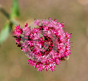 Flowers and flora from Wanaka New Zealand. Centranthus ruber, Red Valerian.