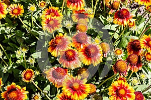 Flowers and flora from Wanaka New Zealand; Firewheel Blanketflower, indian blanketflower, Gaillardia pulchella