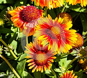 Flowers and flora from Wanaka New Zealand; Firewheel Blanketflower, indian blanketflower, Gaillardia pulchella