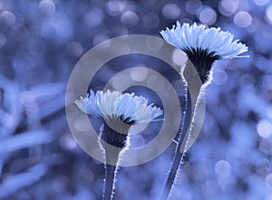 Flowers. Floral blue background boke. Blue flowers bloom in a clearing in the sunshine on a summer day.