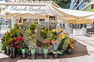 Flowers at florist market Fuengirola Spain
