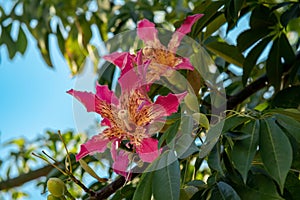 Flowers of floss silk tree on a blurred natural background photo