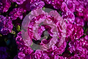 Flowers in a flower bed. Ornamental garden.