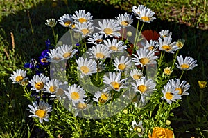 Flowers in a flower bed. Ornamental garden.