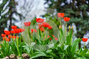 Flowers in a flower bed tulips. Greening the urban environment. Background with selective focus